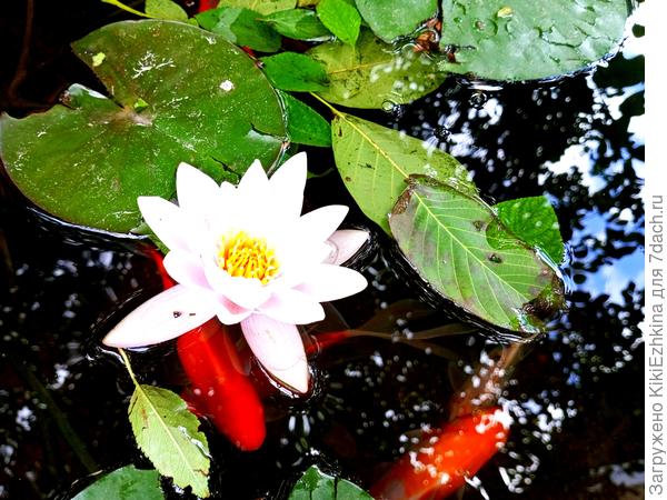 Хотелось бы  сохранить эту  красоту до следующего  сезона...  Наверное надо разделить: половину оставить в пруду на зиму,а часть занести в помещение (в ведре,например) ?