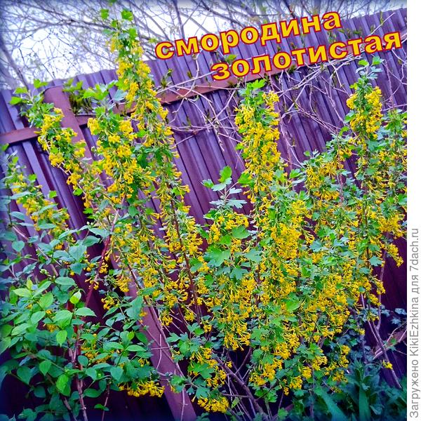 Этот молодой куст как раз перенесён на солнечное место от маточного куста растущего в старом саду...