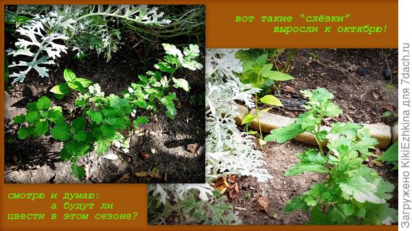 Глядя на достижения этого лета даже не верится,что когда-то был пышный  высокорослый   куст из  нескольких ветвей,  который  распался и это меня огорчало...