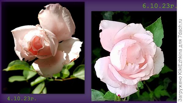 Вот она, осенняя   слабость во всей очевидности...