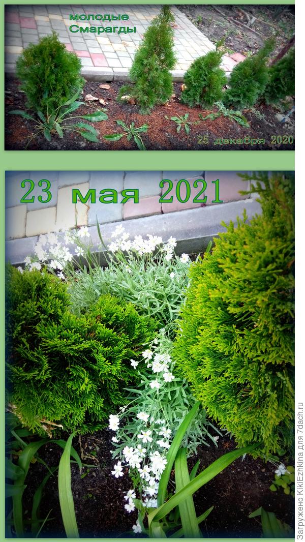 Хвойники не сразу  прижились в нашем саду:  сначала на месте этих  туй  были высажены сосенки- но им  у нас не понравилось:  то ли  была подсушена корневая  система саженцев, то ли им показалось очень сухо в нашем саду  с постоянными перебоями  в поливах: часто  выходим  из зимы  с  расколотым краном...  А  по весне  засушливость начинается  мгновенно- солнце жарит... а воды ещё нет!