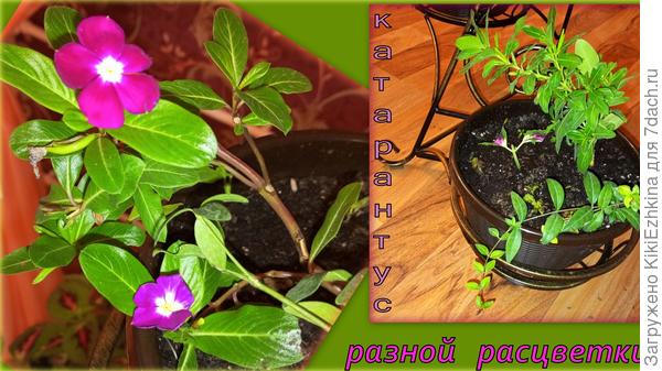 Нижний- карминного цвета сплошной,  а верхний горшочек  ярко-розовый с белой  серединкой