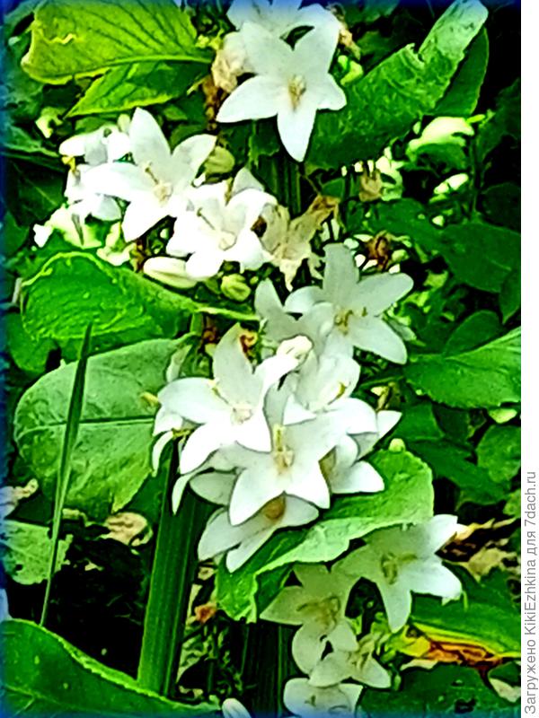 И вот  наконец-то Колокольчик  расцвёл...