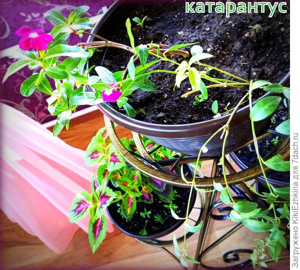 Пока росточки молоденькие- насовала всякого рядом- в том числе и Малый Барвинок...