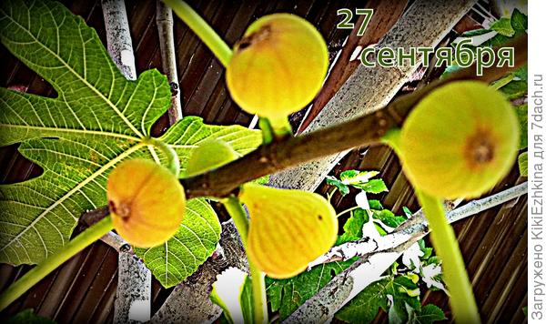 В итоге  под инжирами вся  почва  падалицей  усеяна!