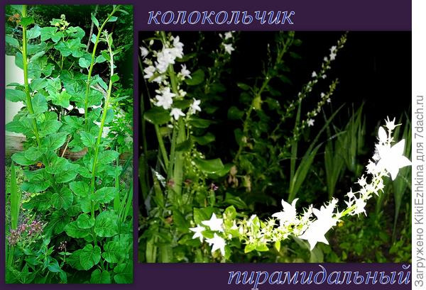 Три года ждала,чтобы понять что такое у меня  в саду поселилось...