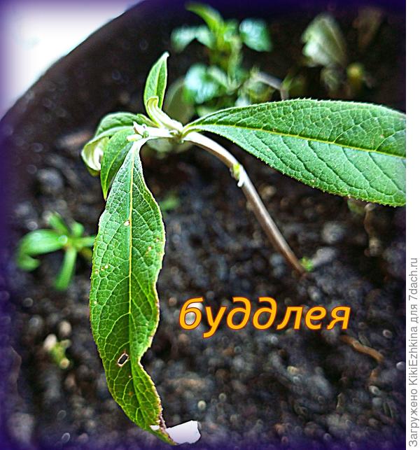 Надеюсь  мои Буддлеи  переживут эту зиму внутри дома нормально...