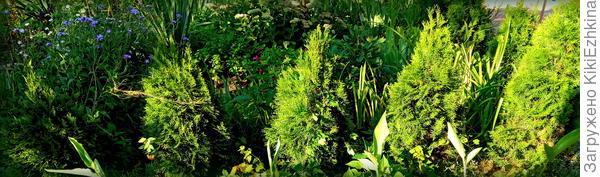 Сзади ряда  наших туй выглядывает доцветающая  Вечерница Матроны : август