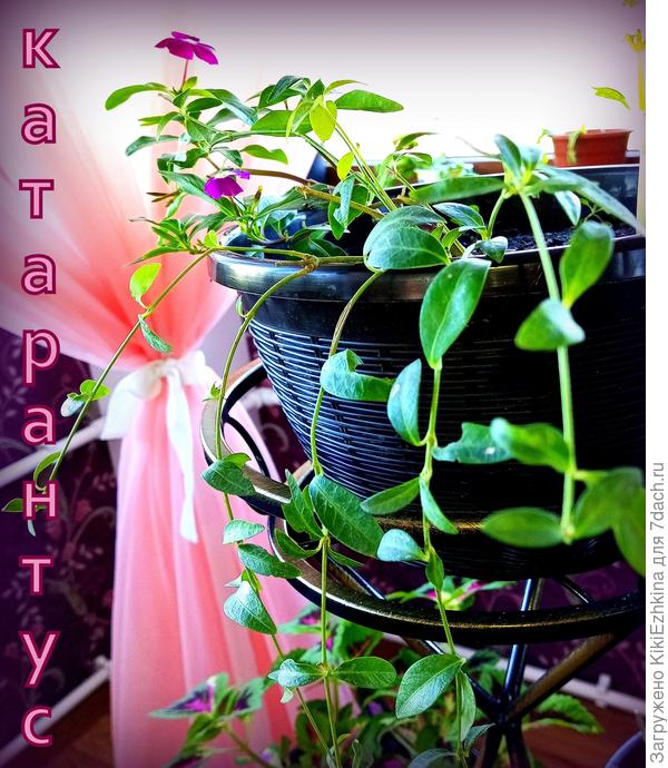 Хотелось бы  видеть этого красавчика в более пышном  виде... Как  бы  ускорить его рост?