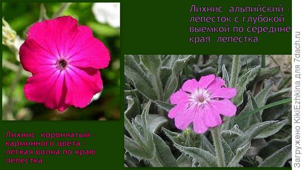 На этих фото чётко видно чем отличается форма лепестка между Корончатым и Альпийским  Лихнисами...