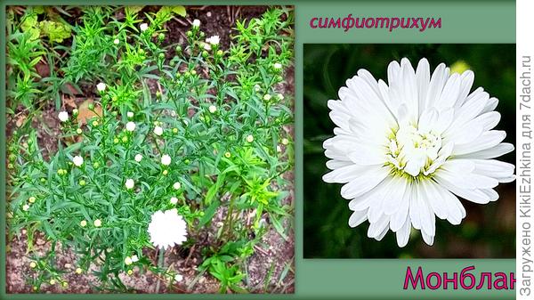 Первая ново-бельгийская астрочка