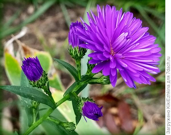 В прошлом году  Октябринки зацвели к середине Октября... Посмотрим  завтра на свой сад - как он будет выглядеть в этом сезоне?