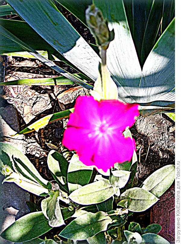 На  солнце  цветок  бликует- никак не получается у меня  снять достоверно расцветку моего Лихниса  корончатого...