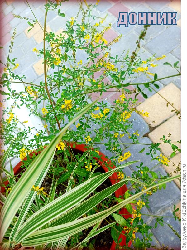 Представители дикого мира в моём саду: Донник и Канареечник