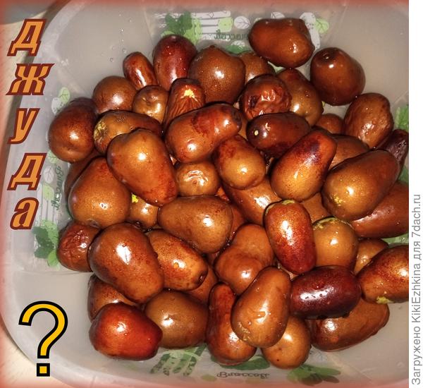 А это  плоды купленные  на рынке, которые мы предварительно определили как  невиданный нами ранее  сорт Лоха серебристого