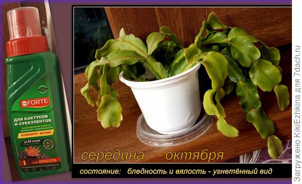 Такой бледный  вид моих декабристов надоумил меня задать им удобрений...