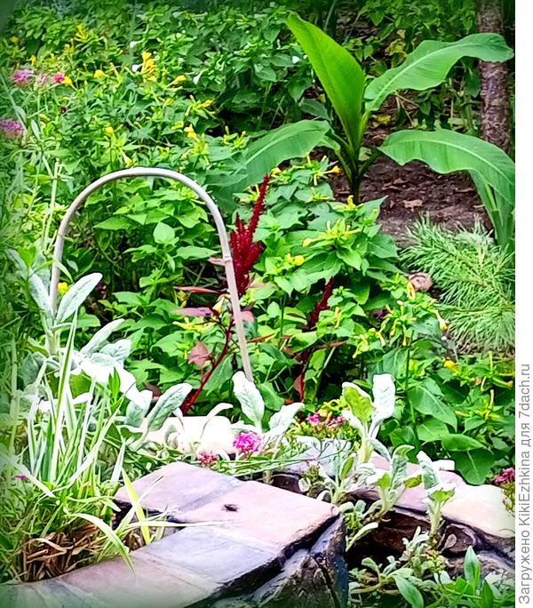 В этом  сезоне Банан Басио уже выглядит помощнее- поднявшись из почвы по весне... А  Стахис  сейчас  стоит реденький- после  удаления отжившей листвы:  корневая  широко расползлась по  поверхности грунта