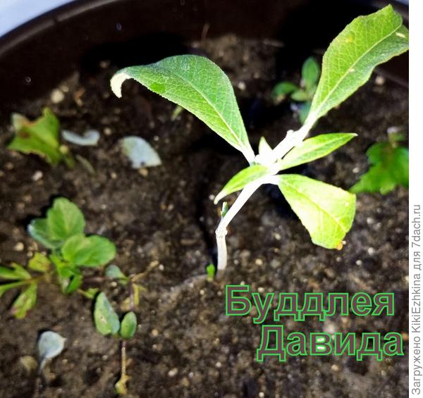 Этот черенок принесённый  с газонов Севастополя наконец-то дал корешок, после чего был высажен в горшочек  во дворе, сейчас осенью его пересадили перевалкой в новый горшок и переселили в оранжерею в тёплое  комнатное помещение. Надеемся  ему будет  уютно!