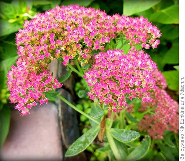 В итоге после  подкормки суперфосфатом   корзинки окрасились в интенсивный колер с  лёгким  бордовым оттенком ( фото к сожалению  цвета не передаёт!)