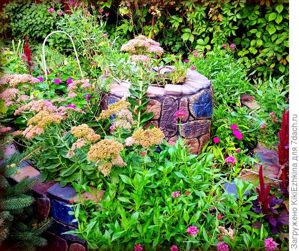 По осени  цветущим растениям  решила подбросить Двойной суперфосфат