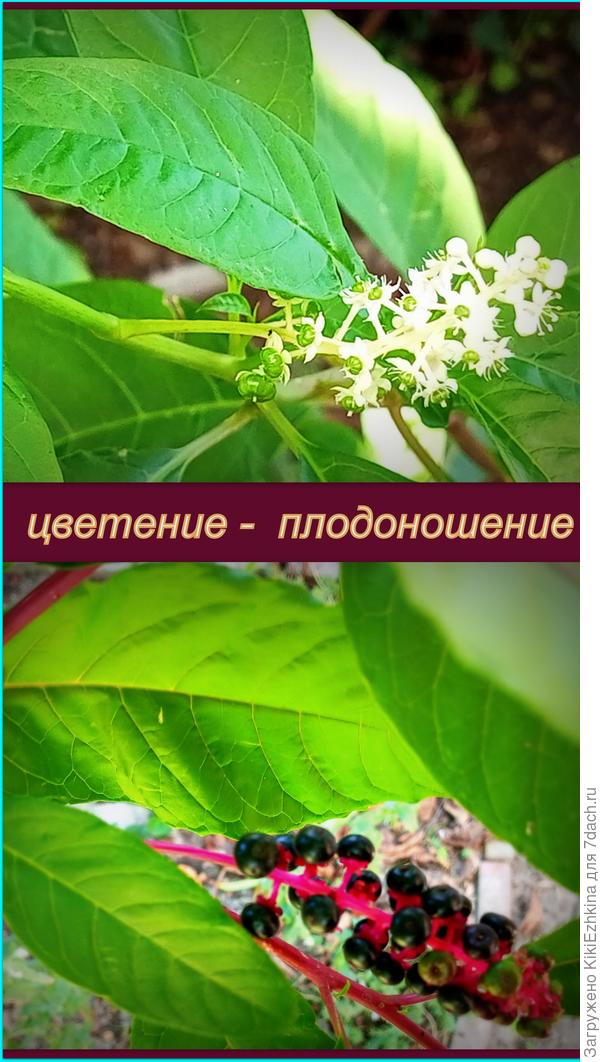 На третий год удалось дождаться цветения и плодоношения Фитолакки