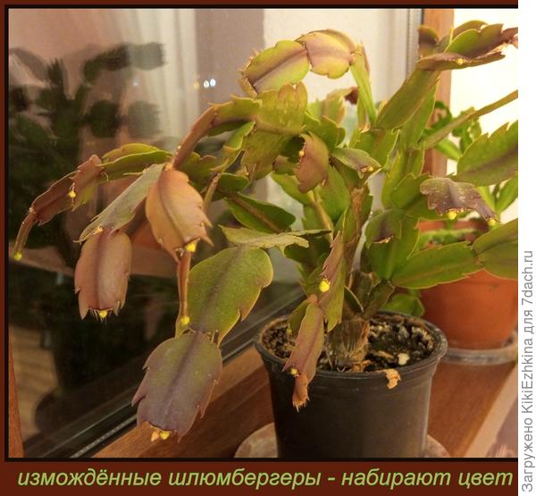 Бледные светловато-зеленоватые сегменты очень меня волнуют... Удастся ли их подправить?