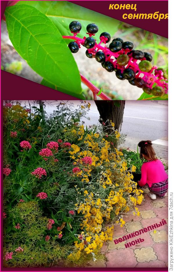 Не слишком обильно, однако Фитолакка всё-таки зацвела и  плодоносит...