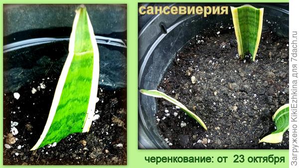 Первый опыт у меня не удался, наверное неправильно поливала. Теперь почитала: надо поливать умеренно, после  подсыхания верхнего слоя...