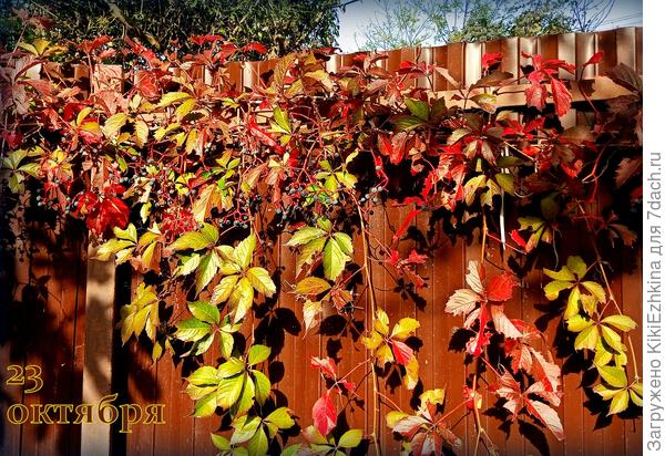 Ради этих  краснеющих листиков я  по всему периметру сада  вырастила Девичий  виноград: короткий  период любования - скоро будут облетать...