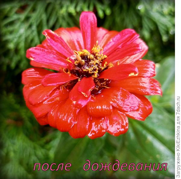 Единственная  Цинния дожившая до конца октября веселит своим мажорным видом!