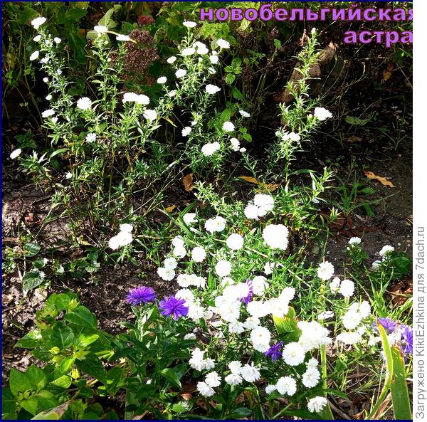 Мои двухлетние делёночки &quot;Монблан&quot; начали цвести