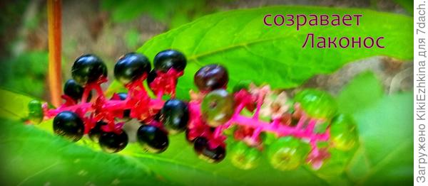 Фитолакка выдала мелкие  кисточки и вот скоро  созреют и можно будет  собрать семена...