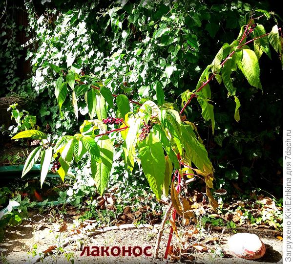 Вот на это  растение народ жалуется: в некоторых местностях- распространяется как агрессивный  сорняк, а я  с  трудом  в  своём засушливом  климате на третий год добилась  чахленького цветения и несколько кисточек ягод  нас всё-таки порадовали!