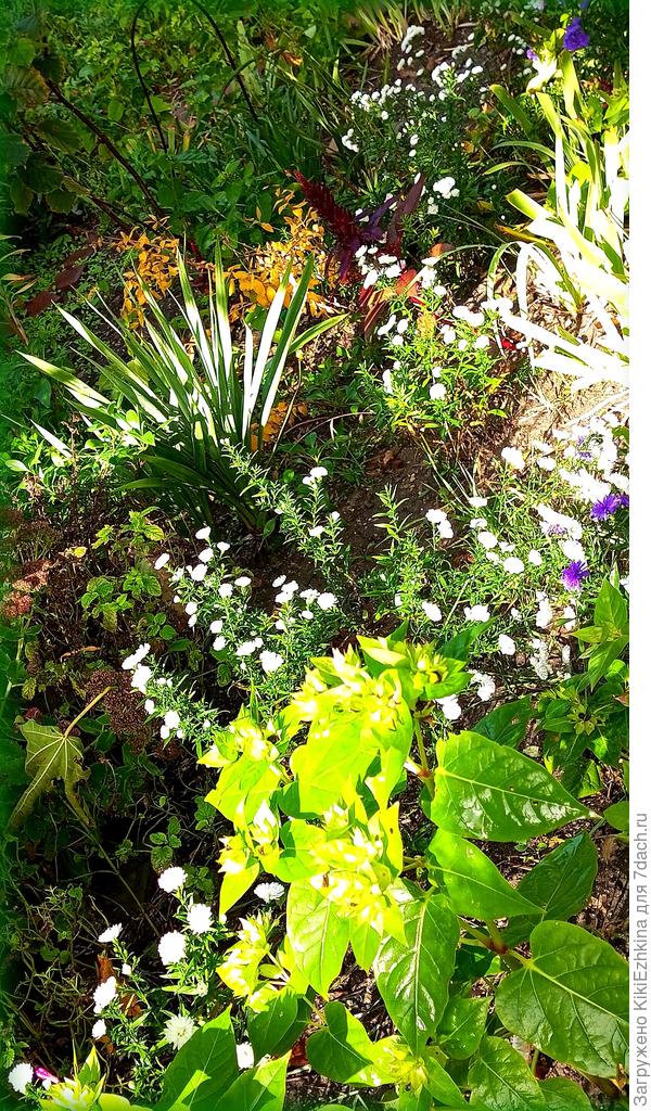 Глядя на эти &quot;слёзки&quot; делаю вывод: растениям не хватает питания для пышного роста и обильного цветения!