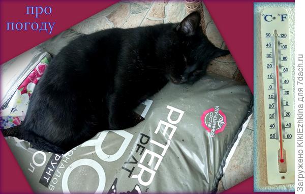 Этот Сэвук  даже не  реагирует , когда  я  его вблизи фотографирую- спит без задних ног!