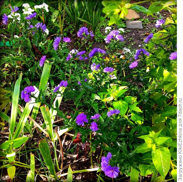 К сожалению мой телефон не точно передаёт окраску: она в жизни несколько более интенсивная... Несколько темнее,чем на фотографии... Хотелось бы установить  название сорта...