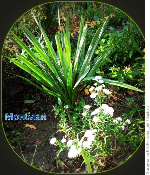 В этом сезоне (по советам знатоков)  провела обрезку верхушек дважды  на  каждом кустике, однако кочку под Мультифлору  пока не получила!  Мечта не сбылась!  Вероятно кустик пока молодой  или  подкормок мало задавала в этом сезоне... Цветут не буйно  :(