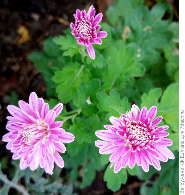 Пророчество   Ваше сбылось:  от цветения  мои Хризантемки не отказались...  хотя цветут не обильно!