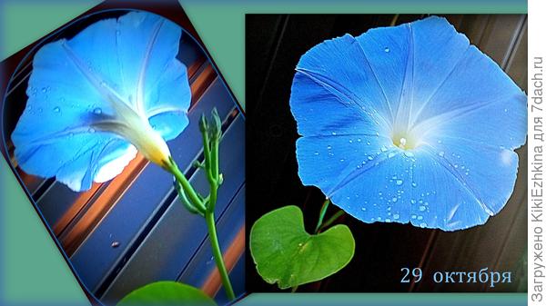 Новый сорт Ипомеи &amp;quot;Небесно-голубая&amp;quot;  появился  , хотя на пакетике было фото Ипомеи &amp;quot;Горлица&amp;quot;