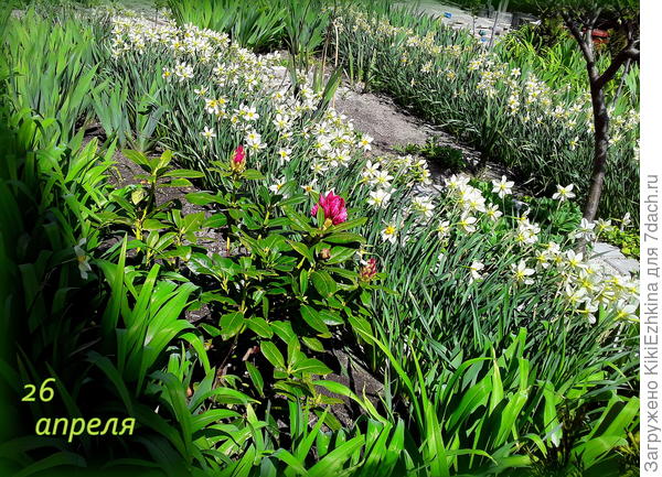 Вся эта масса - из одного загущённого  пучка, который не цвёл в тесноте...