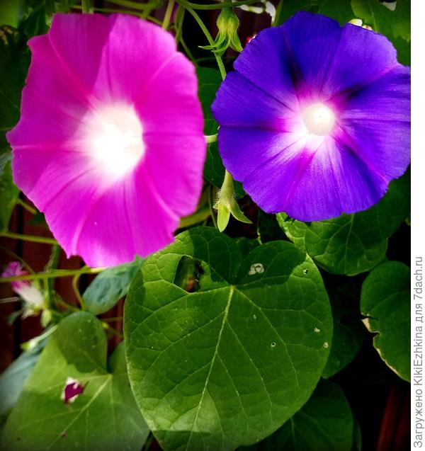 Ипомея  из старых семян...  Любимые цвета!