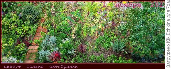 Загущённый сад ждёт холодов... чтобы проредиться...