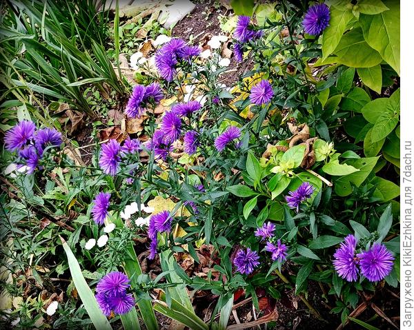 Крупным планом :  Октябринки очень красивого фиолетового цвета - камера не передаёт к сожалению тёмного насыщенного цвета! Увы!