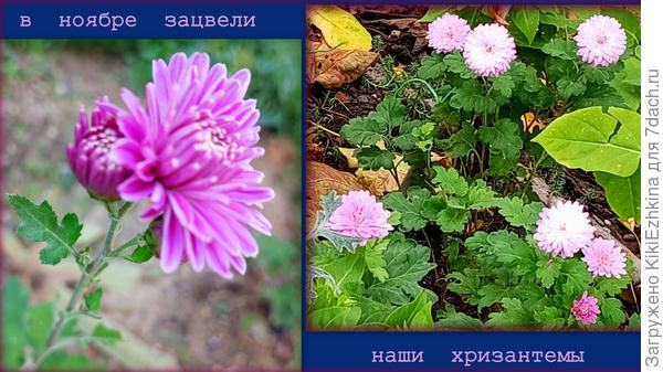 Мои любимые,   но горемычные  Хризантемы!