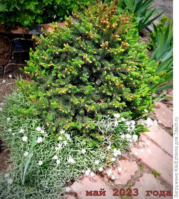 Там, где  лежала  плитка,  планирую сделать перекопку и высадку Золотого Крокуса осеннего...