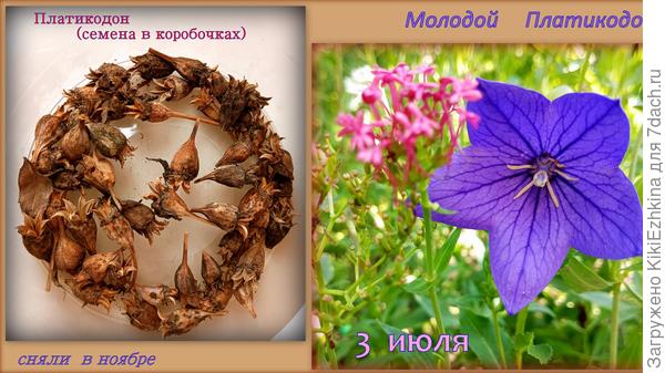 Что думаете о сроках посева? Можно ли в ОГ под зиму?