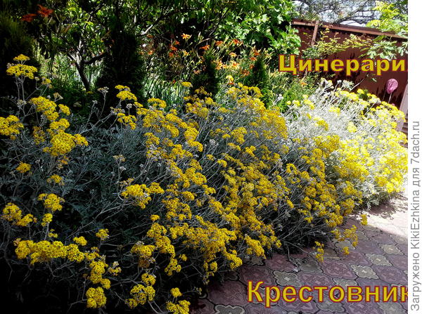 Чем моя  любимая Цинерария похожа на  упомянутый  крестовник на " Фото №4 "