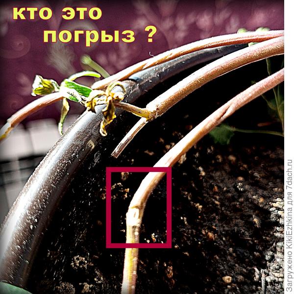 Помогите  справиться  с напастью!