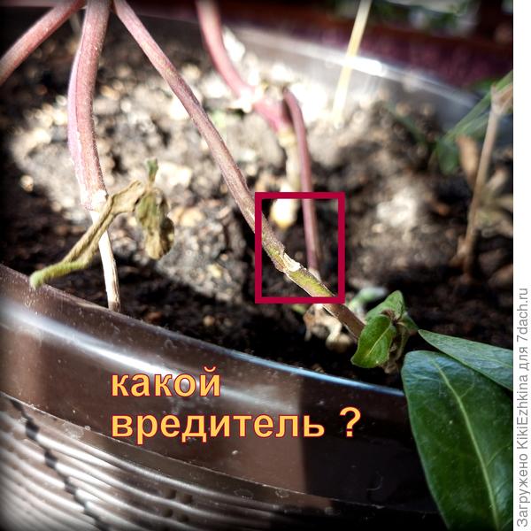 Как определить вредителя и  что против него предпринять?