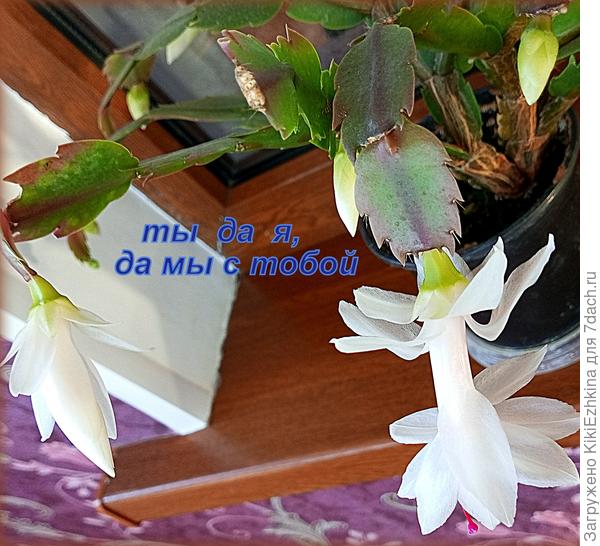 второй,присоединившийся к первому горшок с цветком...